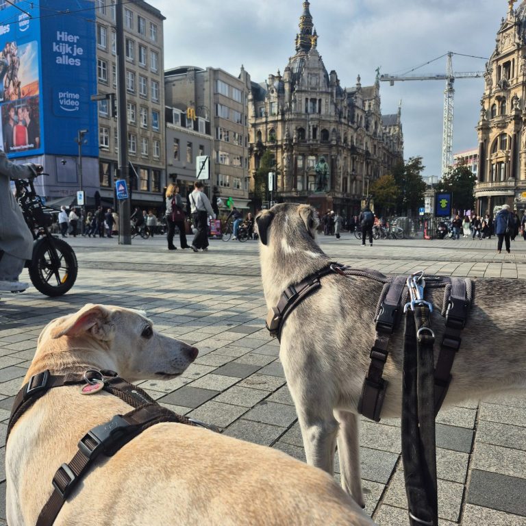Hundeschule Birgit Klug
